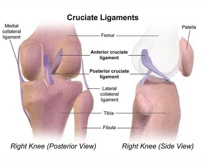Cruciate ligament