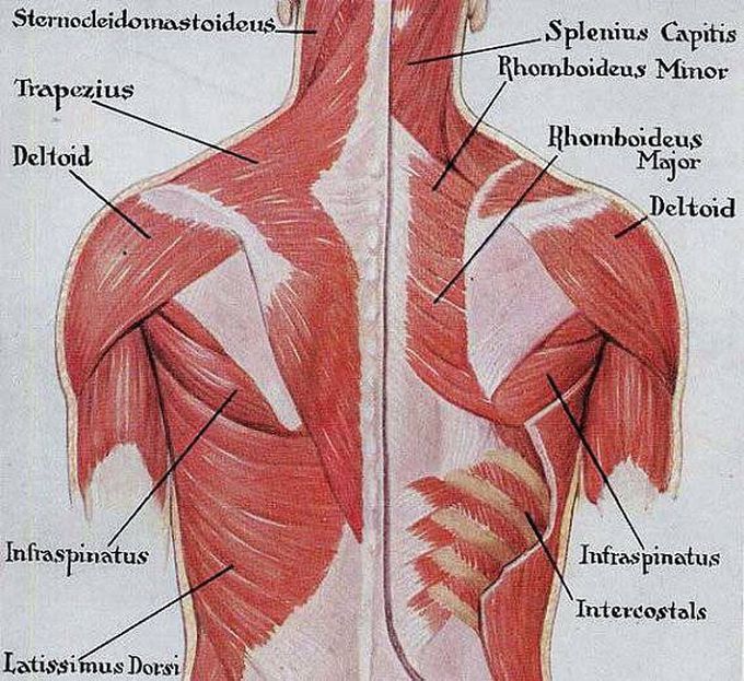 Muscles of the back
