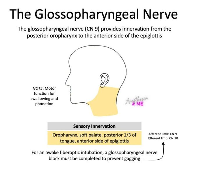 Glossopharyngeal Nerve