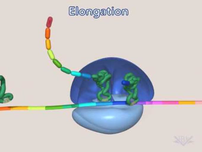 DNA Translation- Short Animation