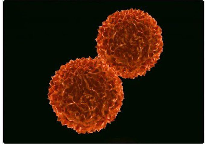 Cell reprogramming