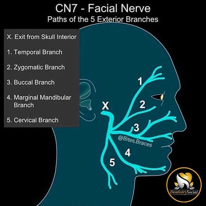 Facial nerve