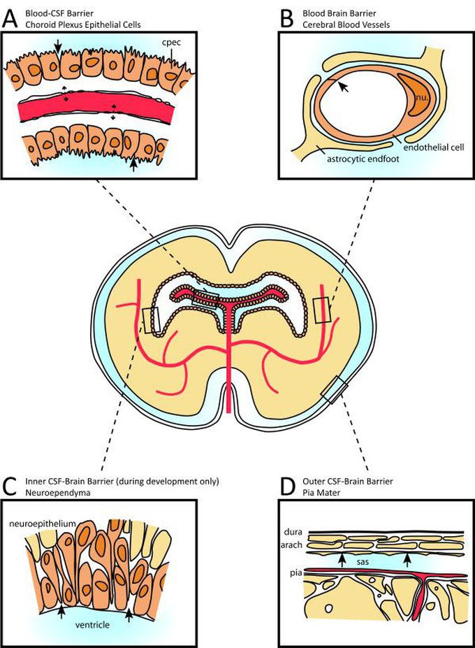 Sights of brain barriers