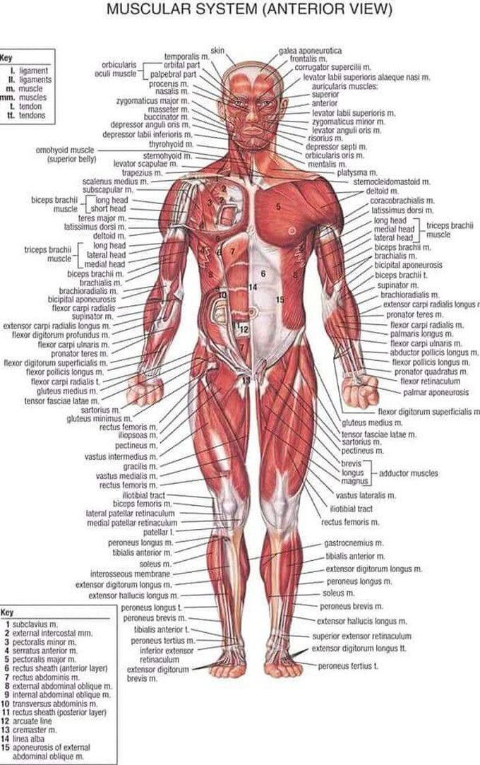 Anterior view of muscular system.