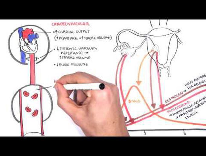 Physiological Changes During Pregnancy