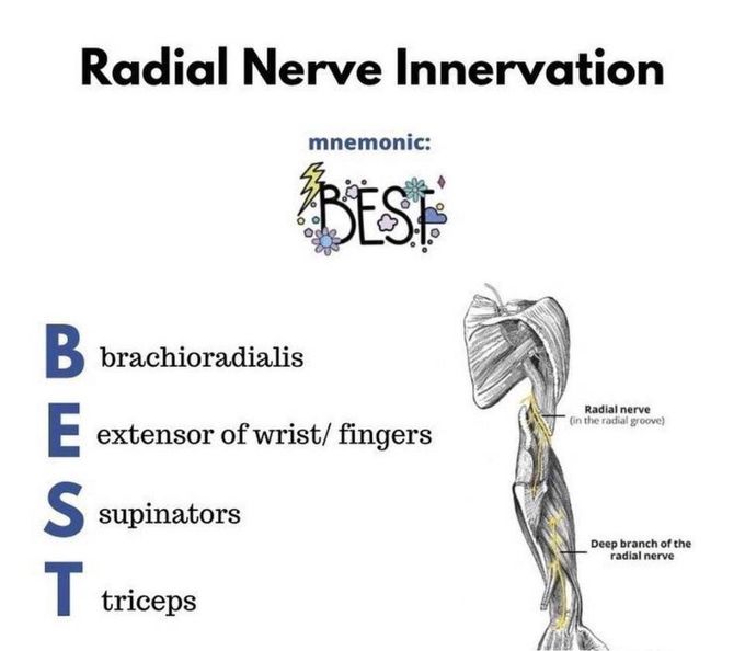 Radial Nerve Innervation