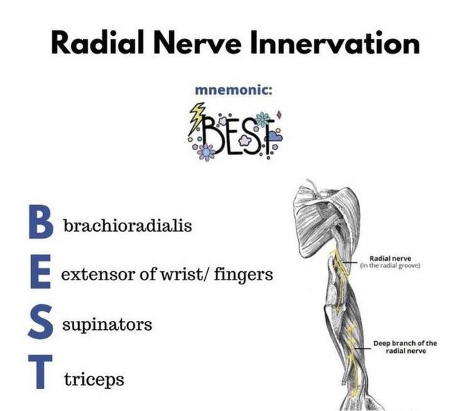 radial nerve anatomy