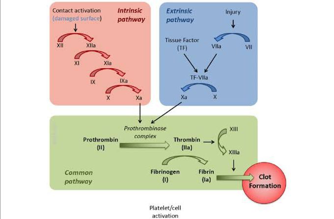 Intrinsic and Extrinsic pathway