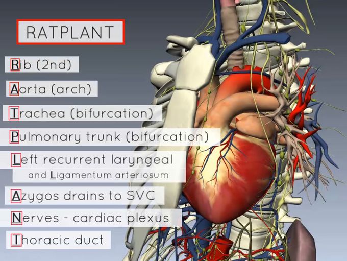 RATPLANT