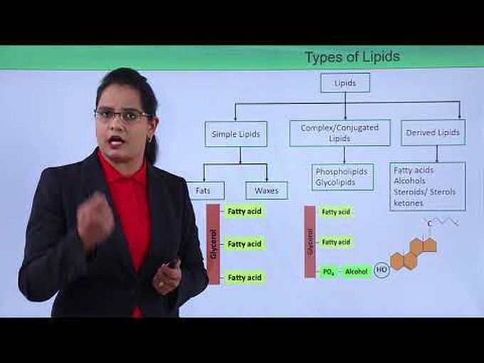 Types of lipids with examples
