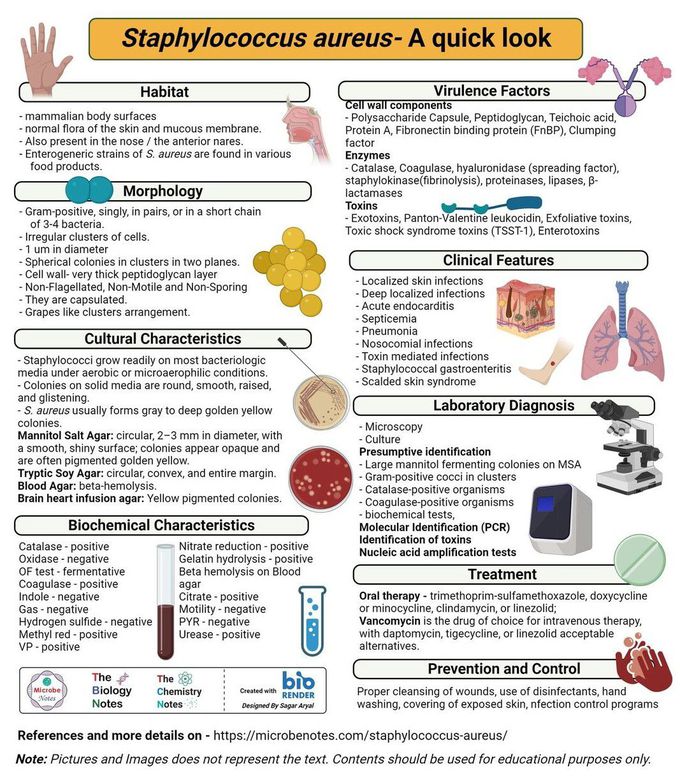Staphylococcus Aureus