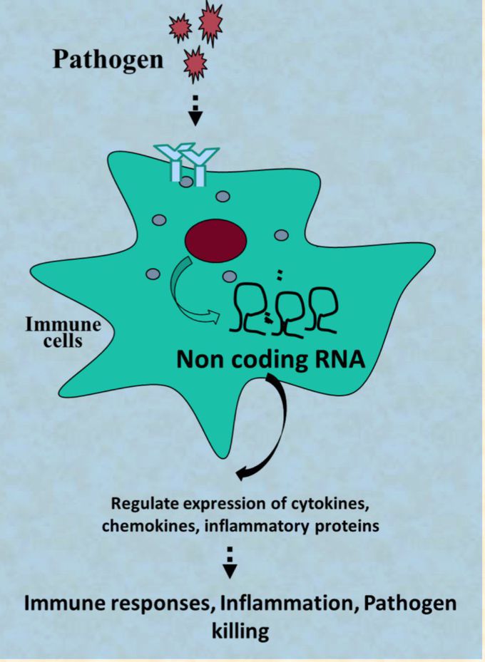 Researchers find new pathway to regulate immune response, control diseases