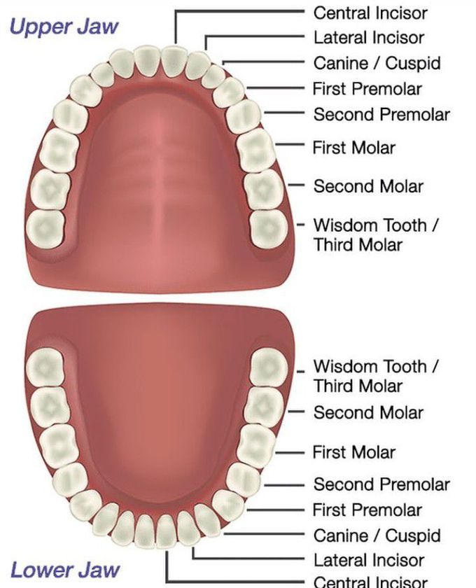 Teeth in human oral cavity