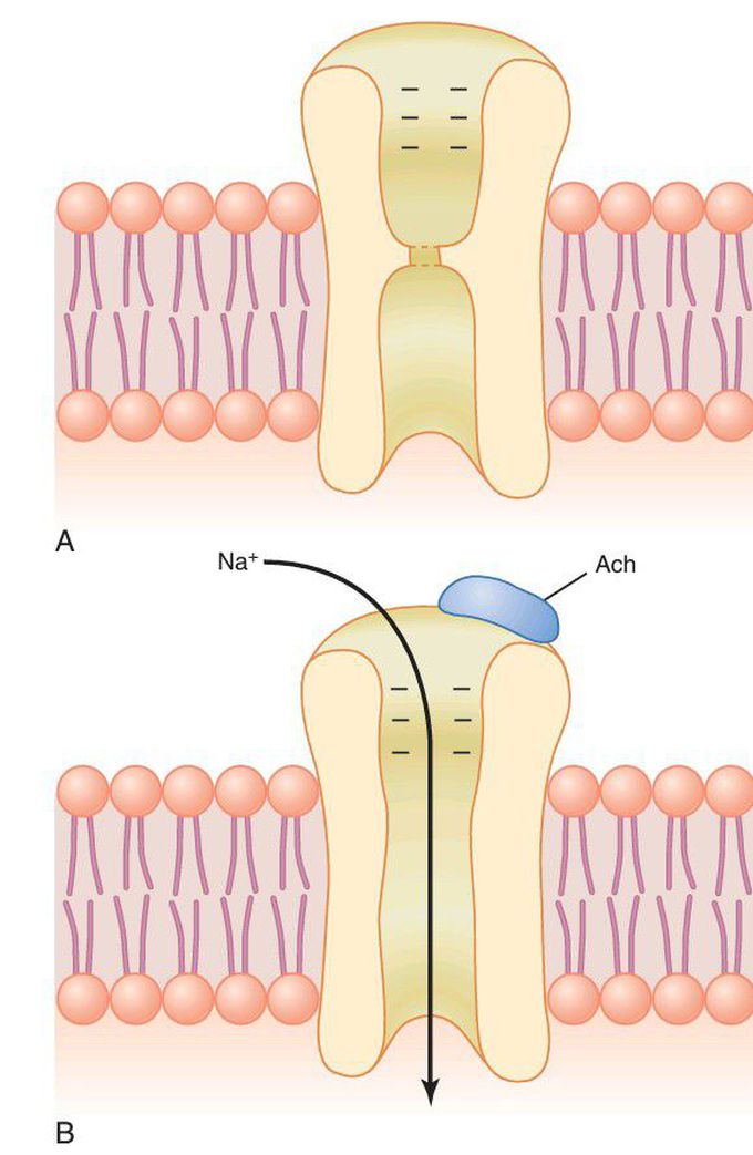 Acetylcholine-gated channel