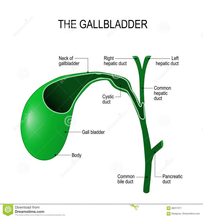 Gallbladder - MEDizzy