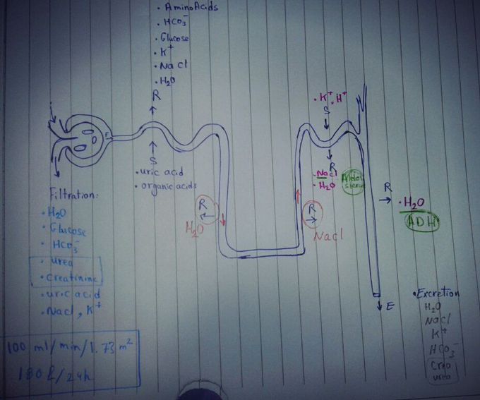 Nephron Function