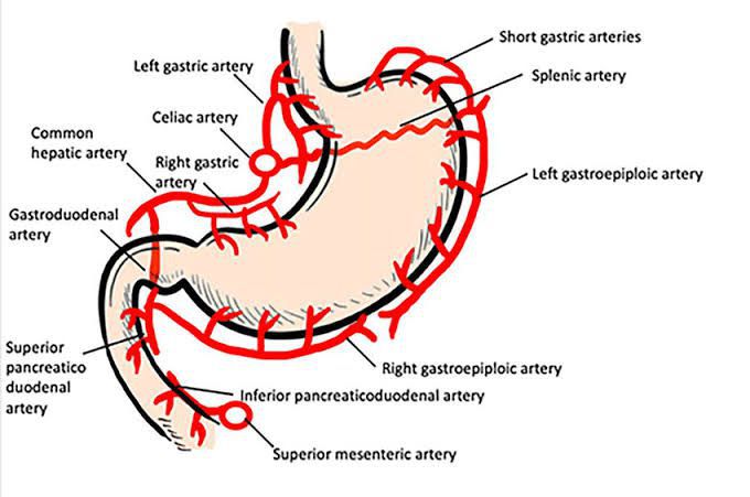 Arterial Supply of stomach