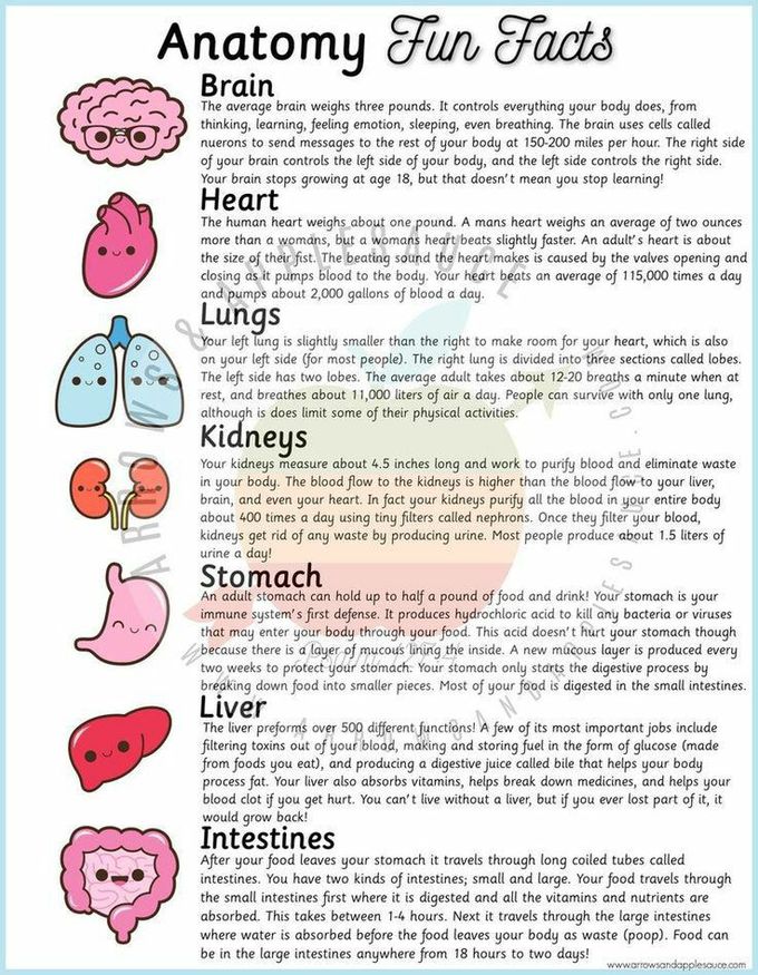 Fun Facts (ANATOMY)