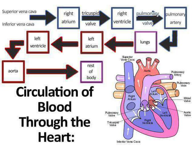 Blood circulation