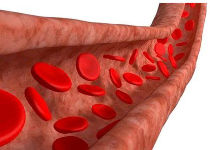 Circulatory Sistem