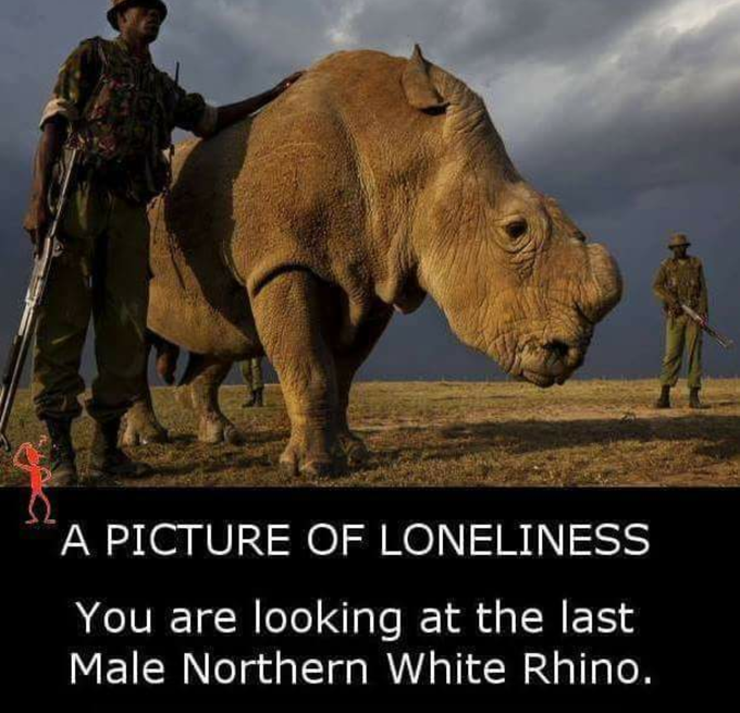 🦏 Last Male Northern White Rhino!!