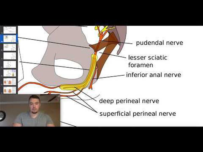 Nerves of the Pelvic Floor and Perineum