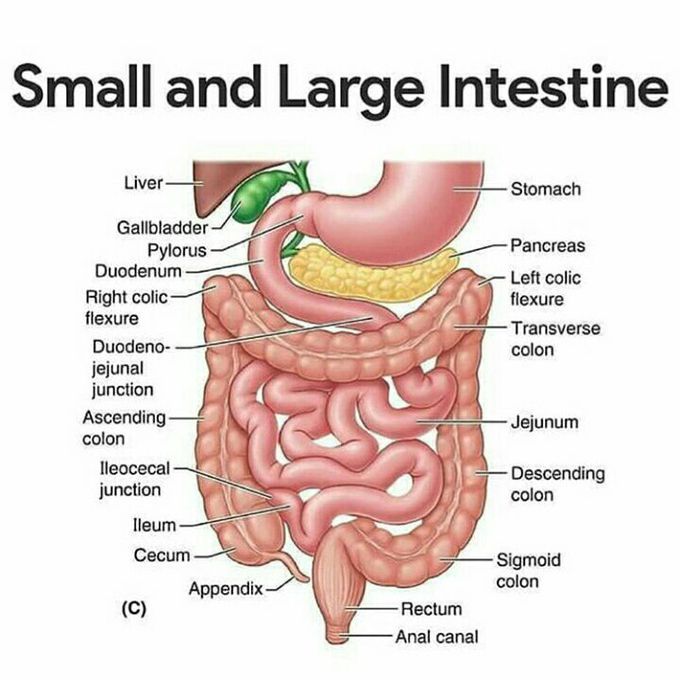 Intestine knowledge 👍