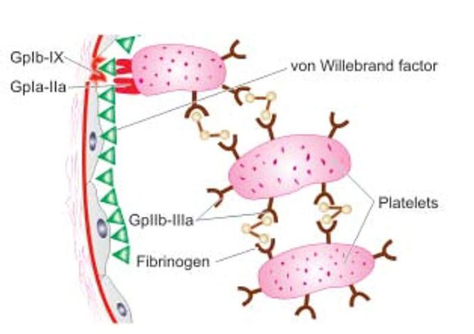 Platelet adhesion and release