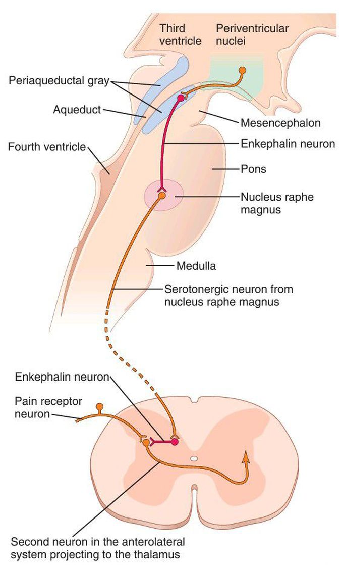 Analgesia system of the brain and spinal cord