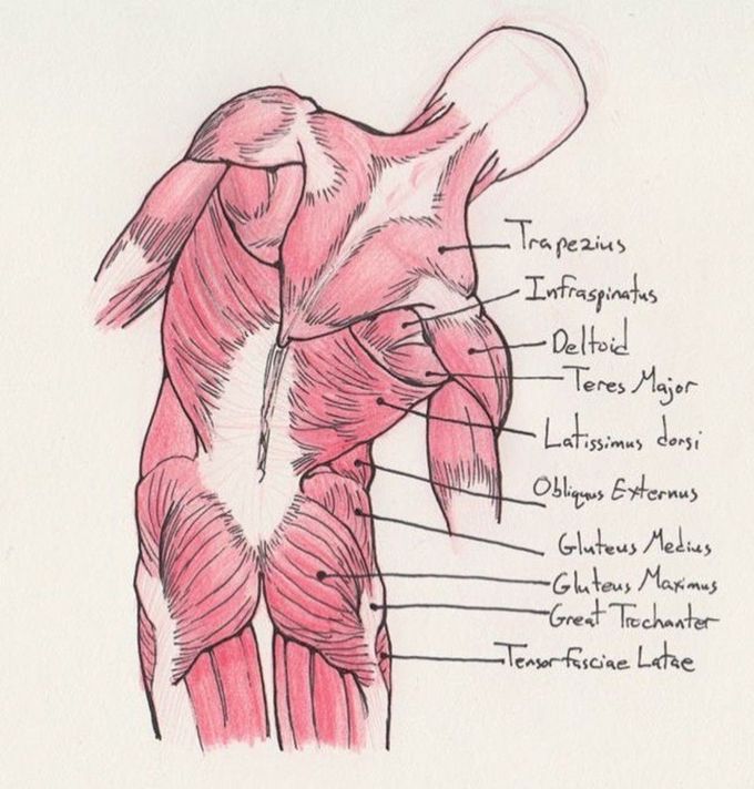 Muscles of back