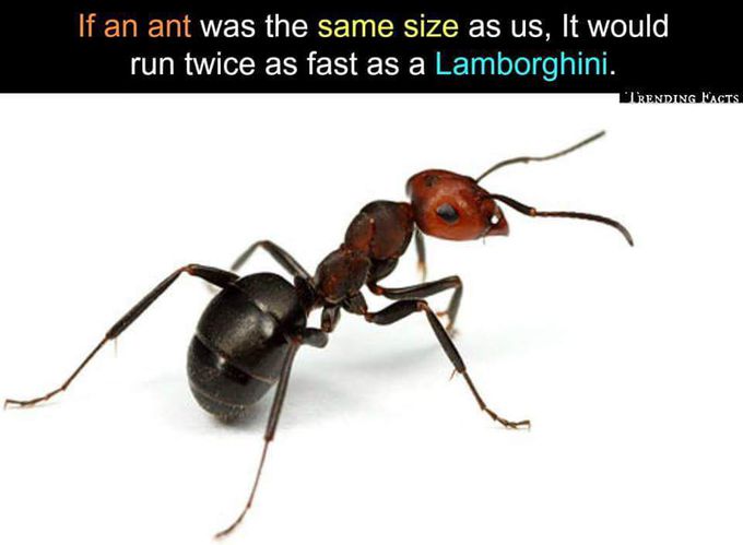 ANT🐜🐜🐜