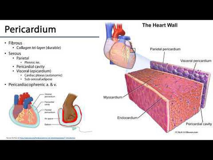 Overview of Pericardium