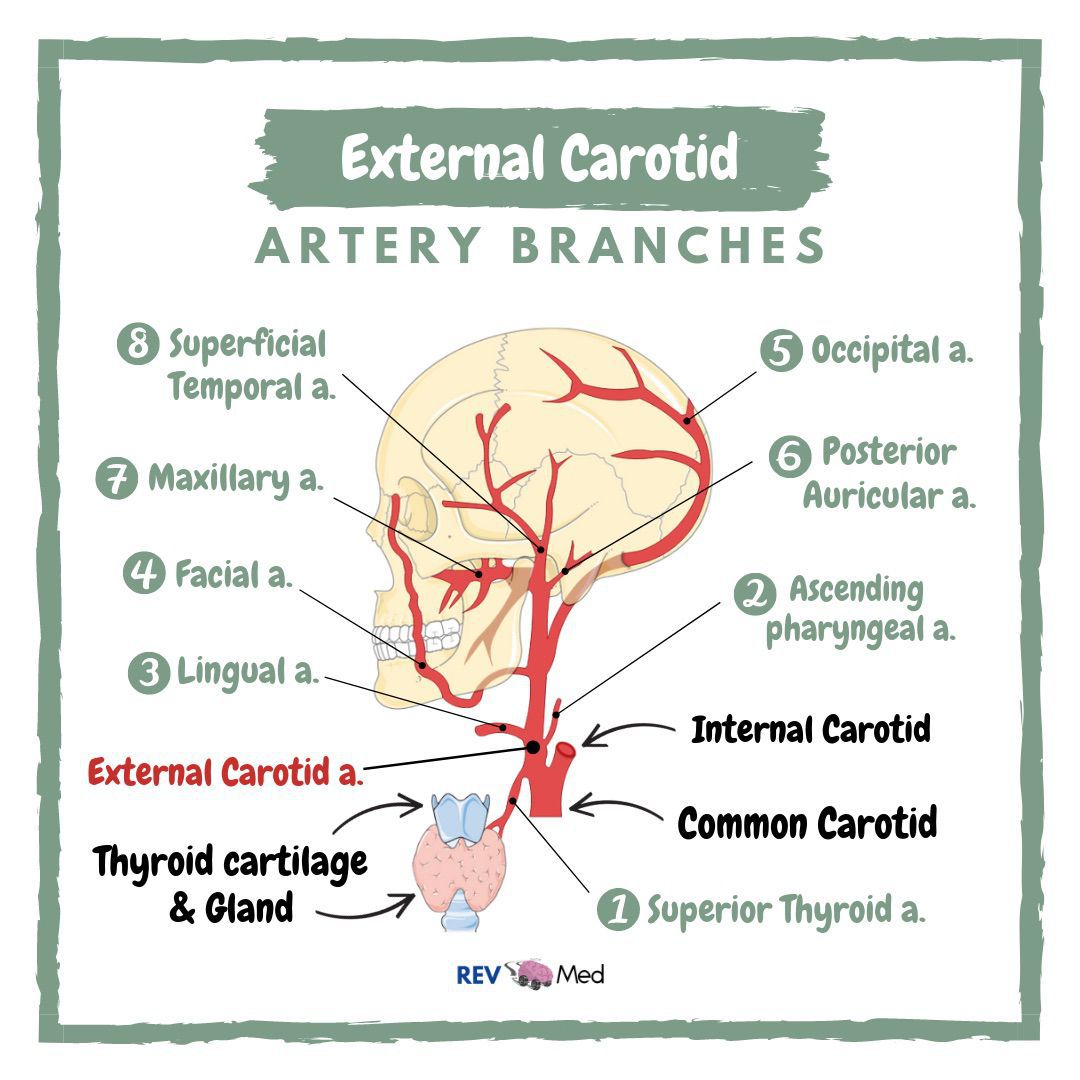 external carotid artery
