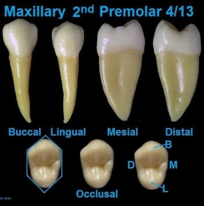 Maxillary Second Premolar