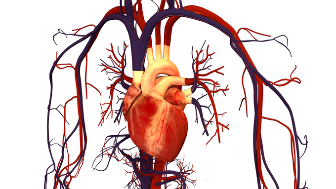 THE HEART.