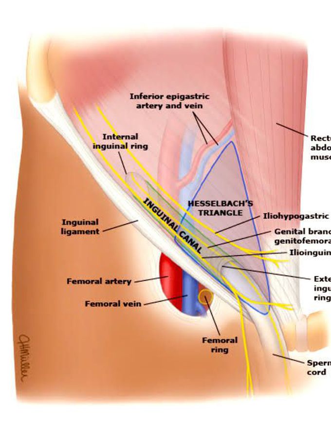 Anatomy of Hesselbach's triangle