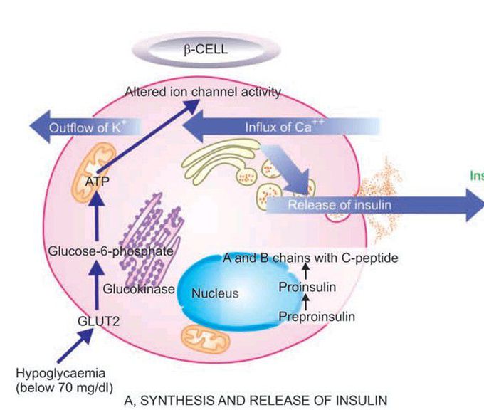 Insulin synthesis and release