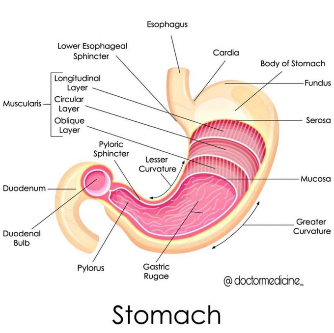 stomach