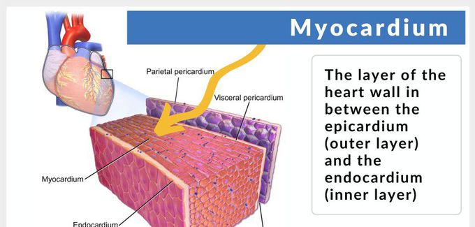 Myocardium