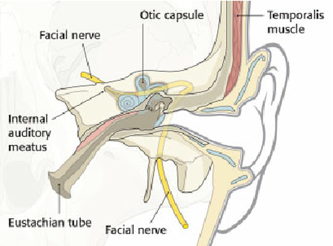 Facial nerve pathway