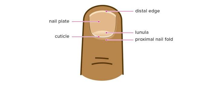 Cuticle - MEDizzy