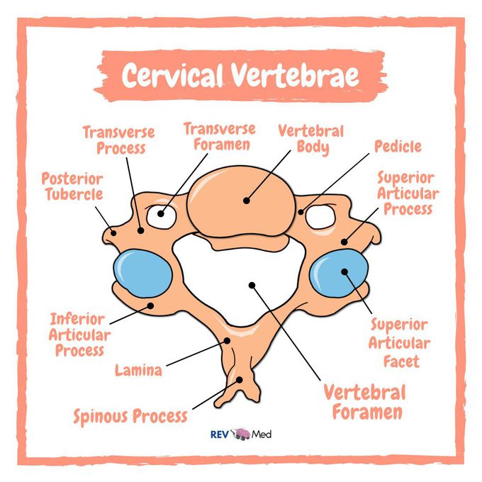 The Cervical Vertebrae