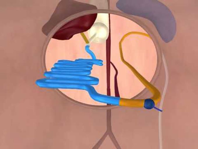 Rotation of gut-Animation