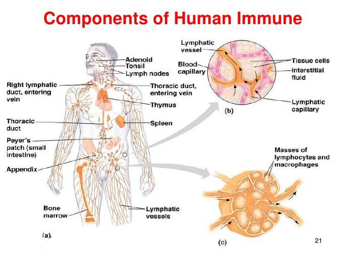 Componenets and part of human