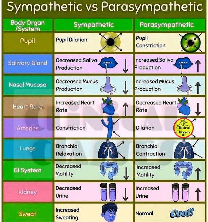 Sympathetic Vs Parasympathetic