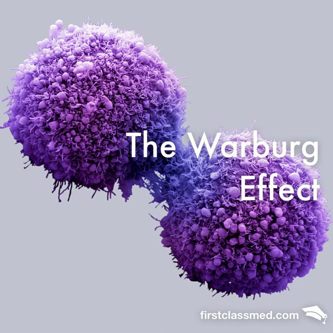 The Warburg Effect - Basis of the PET scan