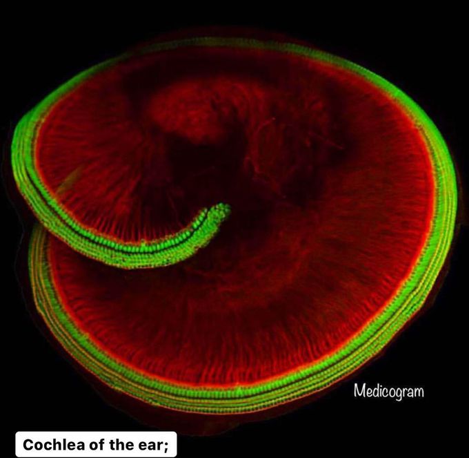 You haven't seen the Cochlea as detailed and awesome like this before! 