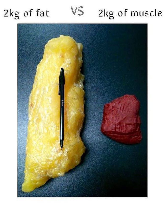 Muscle Vs Fat