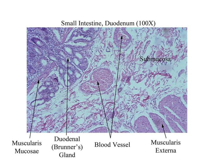 Small, Intestine, Duodenum (100X)