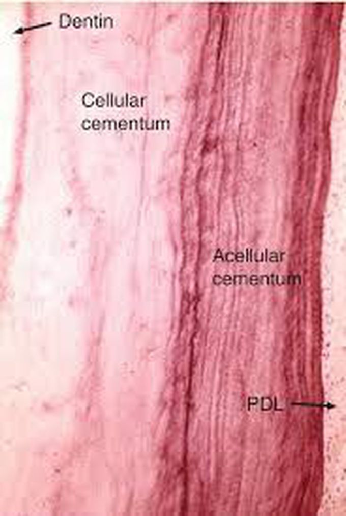 Acellular cementum